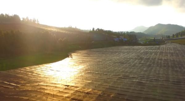 北回归线|文山三七宣传片——《时光里的三七》