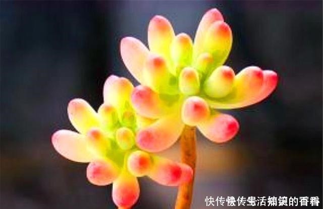 叶片|乙女心是多肉界的“奇葩”,养护方法与众不同,美起来玫瑰都失色!