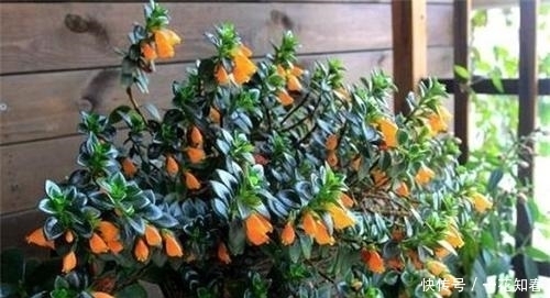 好养|此4种垂吊花,好看又好养,开花就像是瀑布