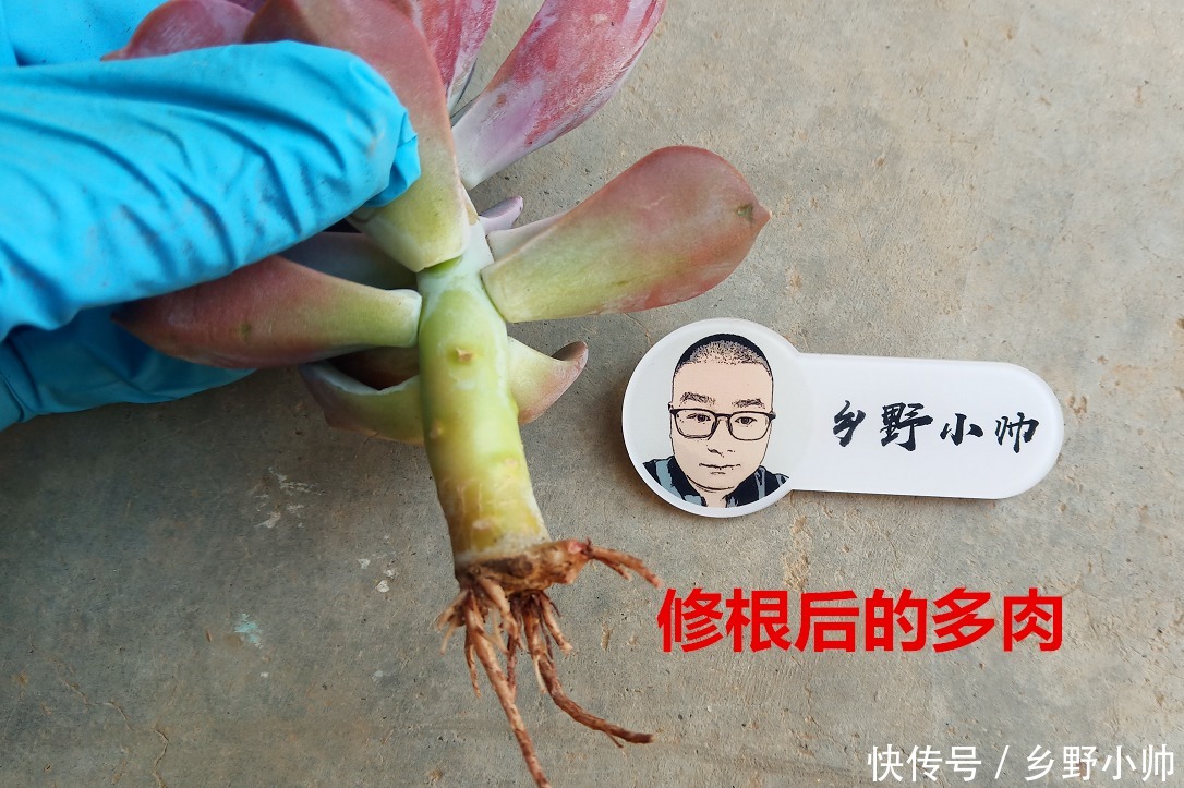 多肉到货后,新手不知该如何做,看完这几点就懂了
