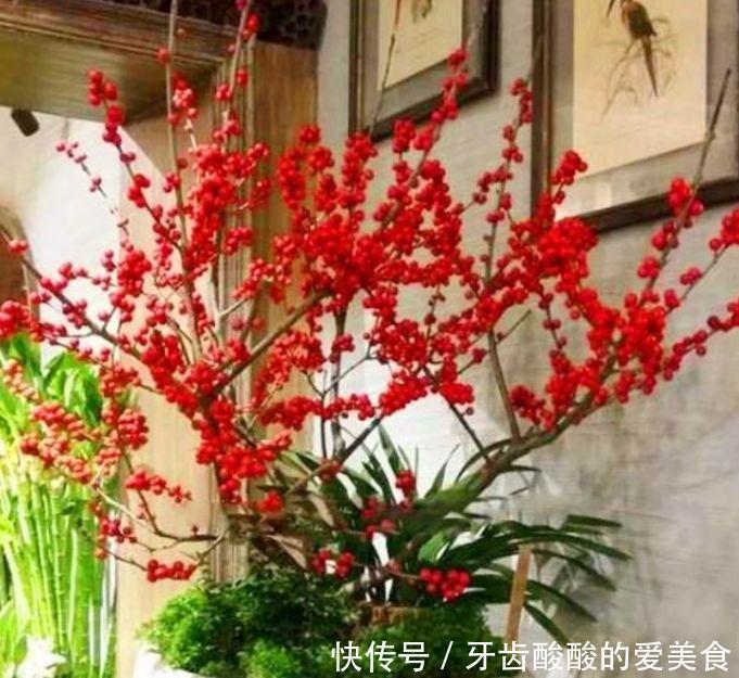 几种花卉便宜又好养,阳台盆栽上几盆,全年开花不停