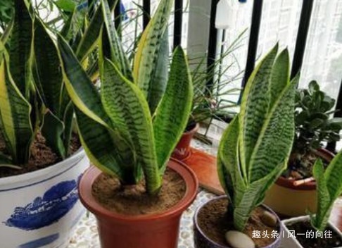 这3种花,越浇水就越黄叶,养一盆死一盆!真是懒人养的花