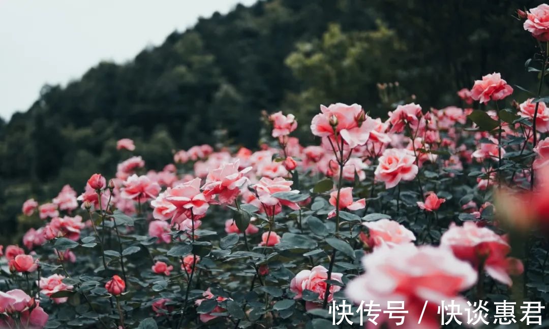 绿博园|月季花谷丨每个人都有自己的秘密花园 来这留下你的故事吧