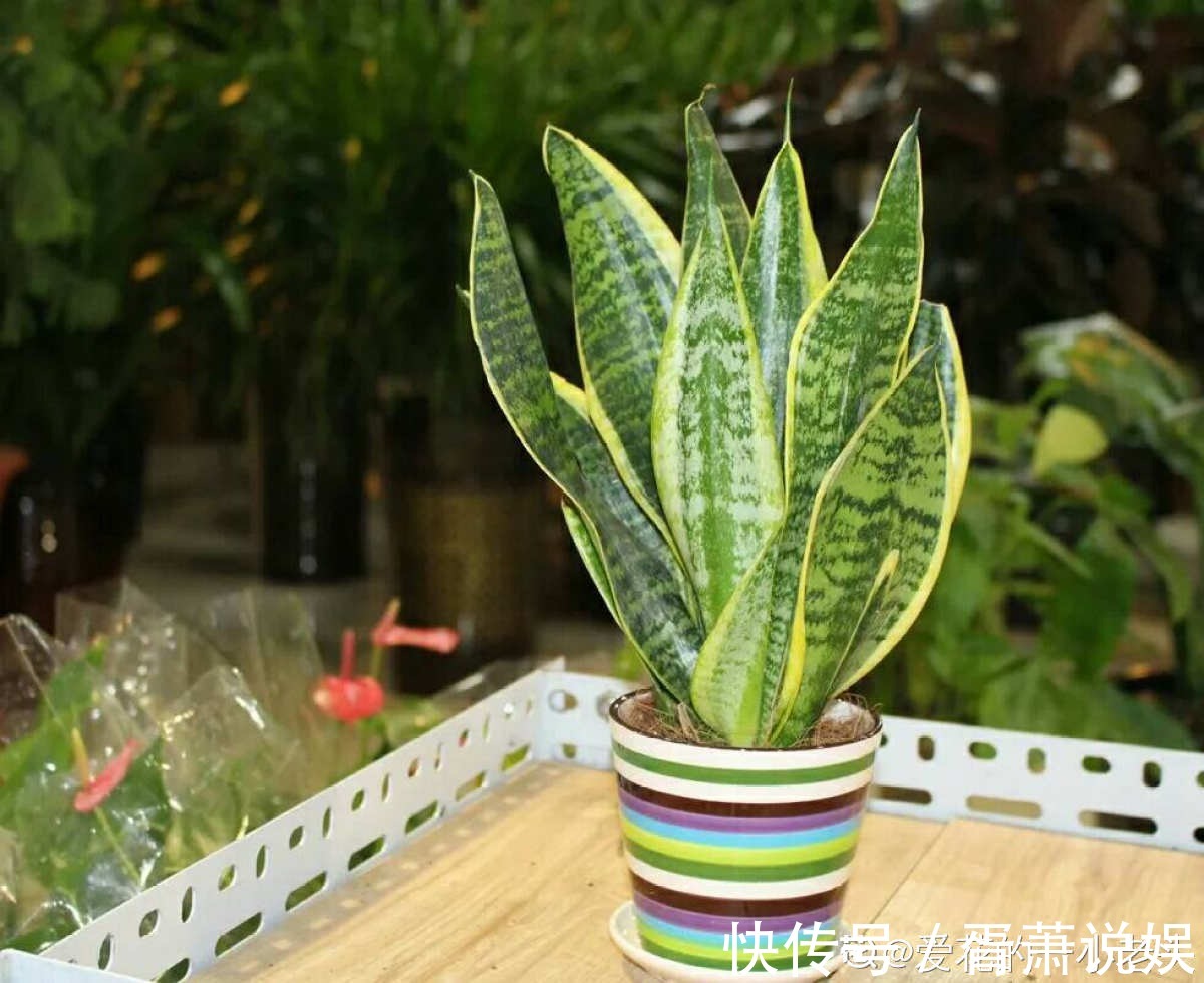 虎皮兰|3种花要“穷养”,塞进小盆少浇水,长得格外好