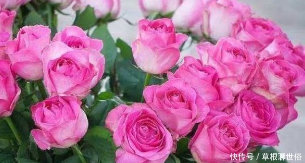 “高档玫瑰”糖果雪山,糖果般甜蜜,诱人美丽,可以说是养花首选