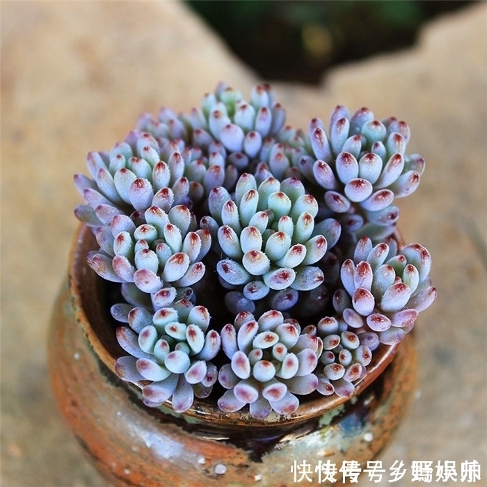 这些蓝色系多肉,简直像天使身边的小精灵,太美了