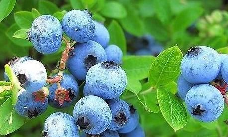 蓝莓|适合女性吃的三种食物,美容养生、延缓衰老,好吃又健康!