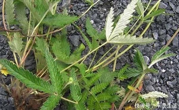 野菜|这种野草全身都是宝,嫩茎是野菜根部能生吃,价值高你见过吗?