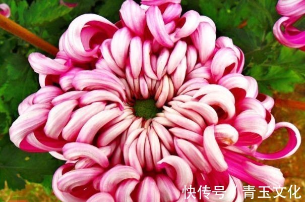 月季花|喜欢养菊花，就养盆“名贵菊花”，花开“紫凤牡丹”，如凤凰飞舞