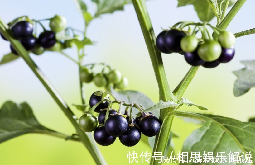 黑星星|此花药用可抗癌,果实酿酒十分美味,象征着穿越了千年的爱