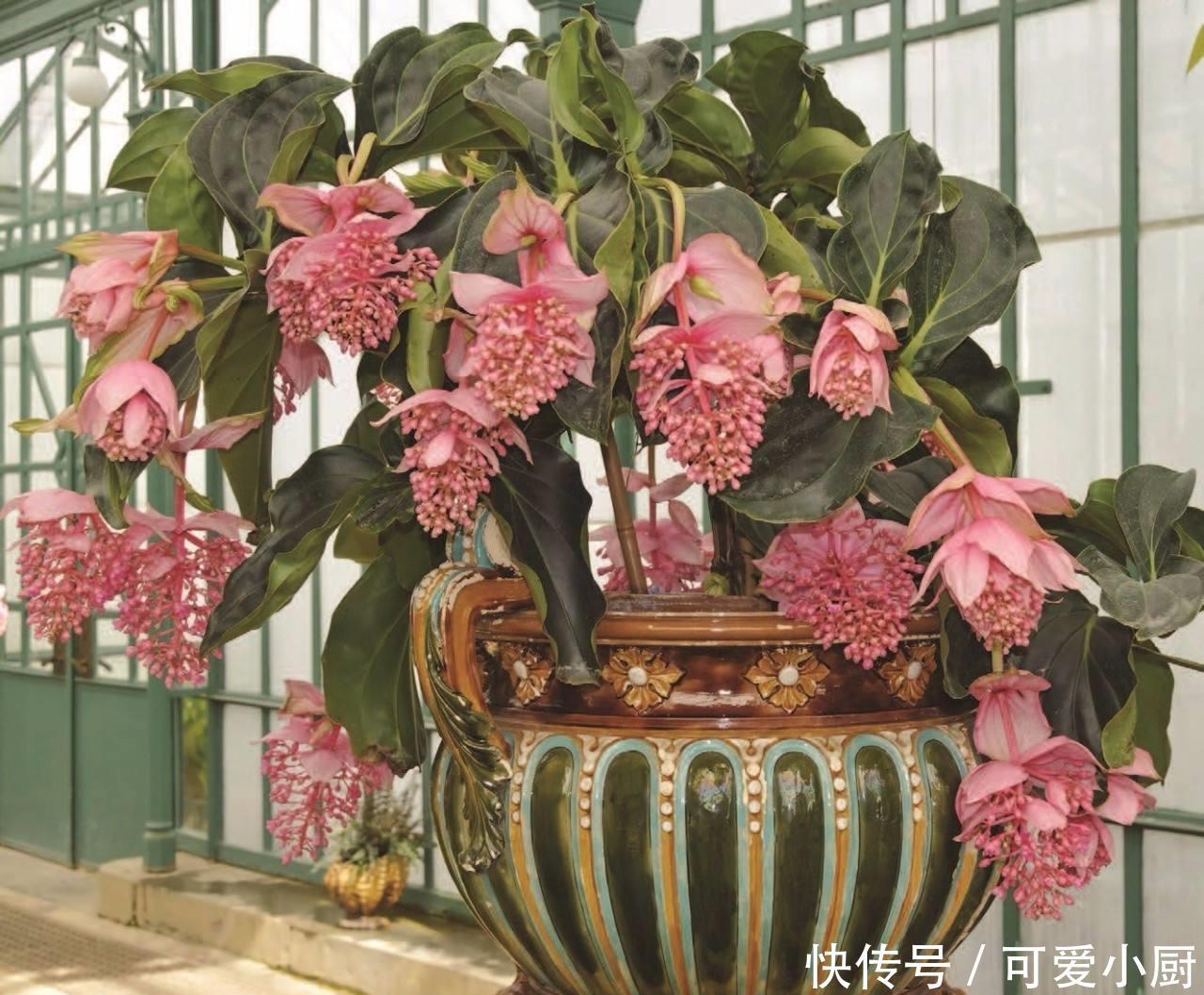 立冬后,养这5种花,最好搬到屋里,不然难越冬