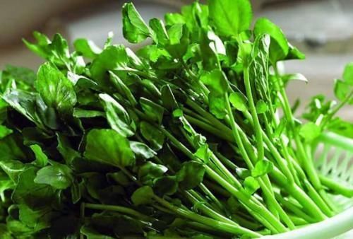 月经|女性月经少,莫慌!多食用以下食物,远离妇科炎症,保护卵巢