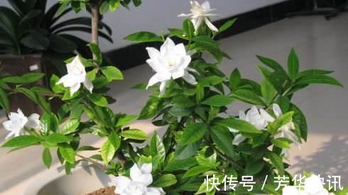 九里香|被称醋坛子的3种花，浇水时加点醋，花苞不断冒