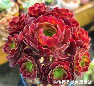 光照|此款多肉,再喜欢也别养在家里,长得丑还有“脚臭”味!