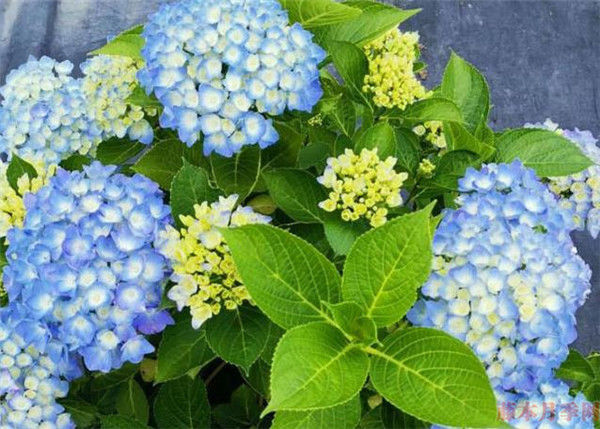 3种花太漂亮了，四季都开花，花型美丽，养护简单，很适合阳台种植