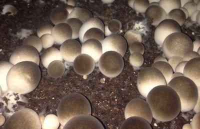 补脾益气|会吃的人更健康，3种食物离不开，补脾益气，清热排毒，好吃不贵