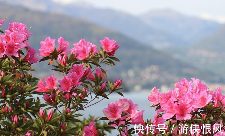 最值得入手的杜鹃花的栽培容易,花色超美,三季开花,是盆栽佳品