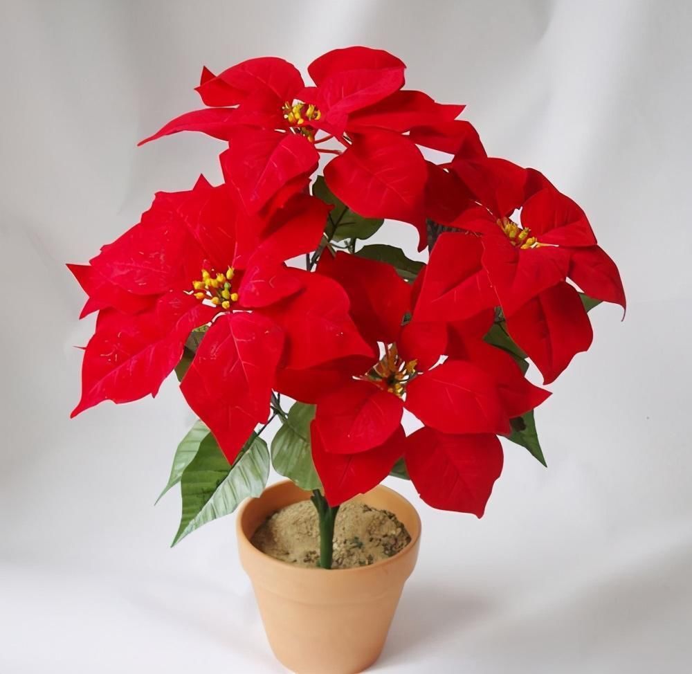 4种有害的花不能放客厅,家有老人小孩要注意,赶紧清理掉