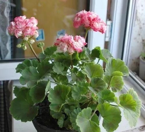 家里养“5种花”,要多“晒一晒”,根壮叶绿、开花不断