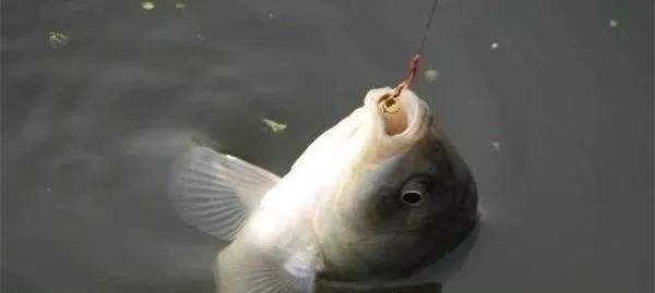 钓鱼二十年,如今才晓得,这三种鱼情的用漂“办法”,学会别外传