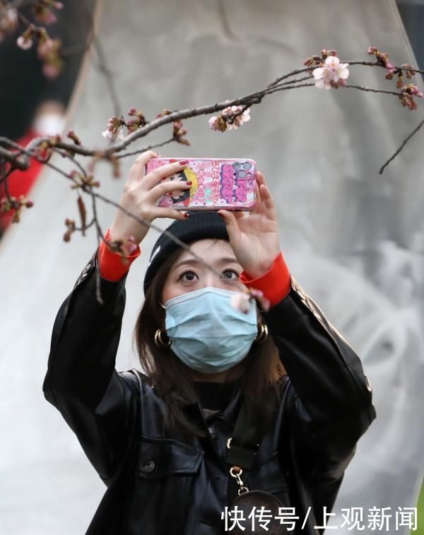 春花|申城春早，樱花渐入佳境，静安雕塑公园上演“梅樱争春”