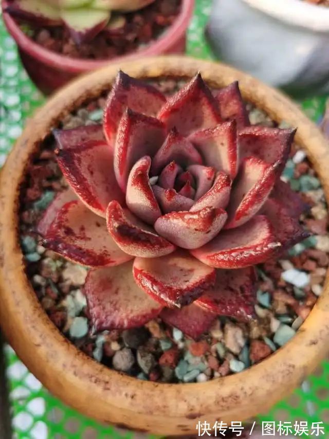 遇见,是一生!遇见多肉,是我的余生和全部!