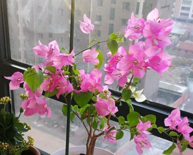 养殖''开花机器''三角梅，盆栽掌握3步操作，砰砰开花挡不住