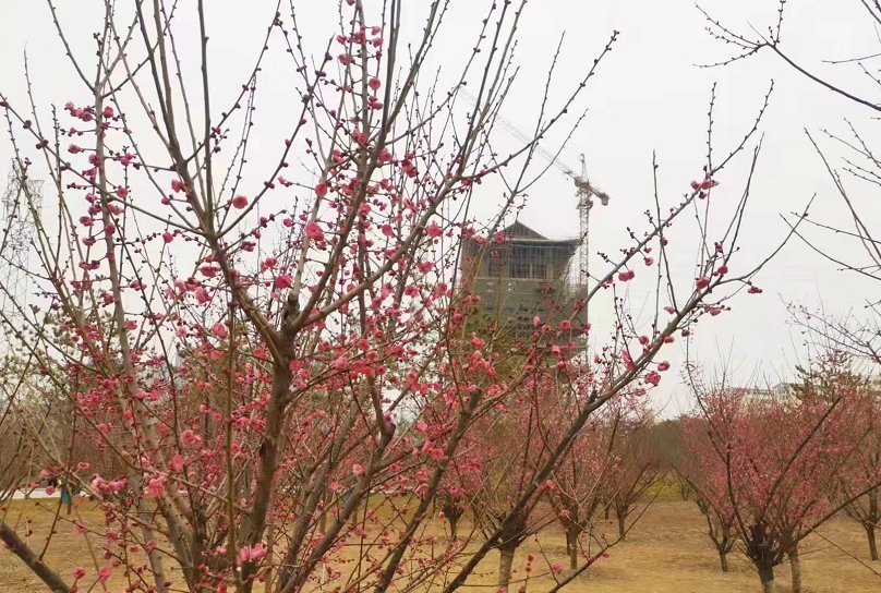 郑州|雪花纷飞迎宾客！郑州西流湖公园“千金梅岭”景区初绽芳容