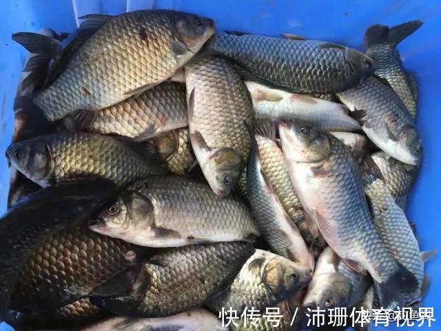 烦恼|“冰箱塞不下，邻居求别送”，鱼钓得太多原来也有烦恼