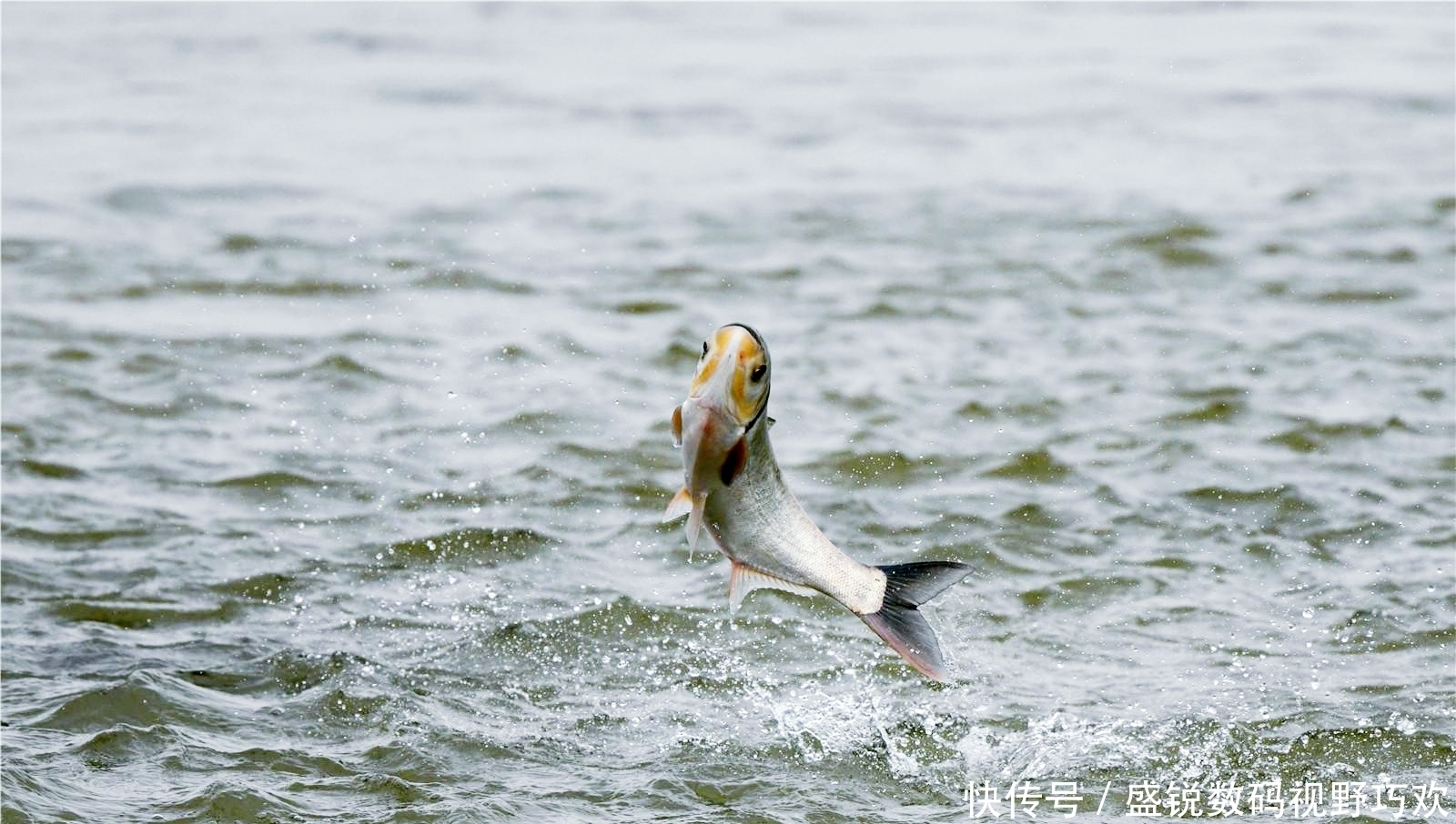 五一小长假想钓鱼?安排,我将告诉你这个假期什么鱼最好钓