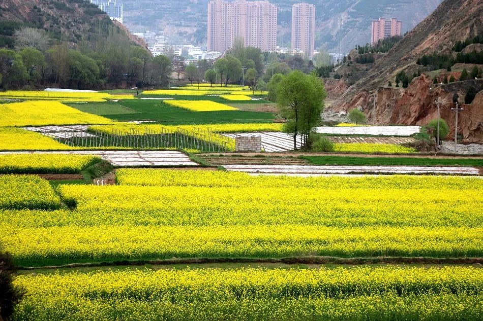 武山文苑：请您到我家乡来，油菜花海等着您