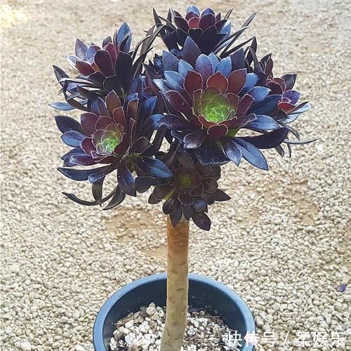 黑法师变老桩要绕开几个坑，晒的“崩溃”也能保条命