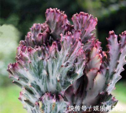 漂亮|家里养这几朵花，阳台变成小花园，鲜艳漂亮，花开枝繁叶茂