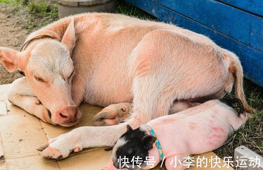 猪感冒|如何鉴别猪流感与猪感冒,他们的区别在哪里,养殖户们分得清吗