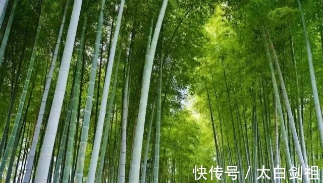 孟浩然!大诗人们的翠竹情怀,十二首著名的诗词,每一首都是经典