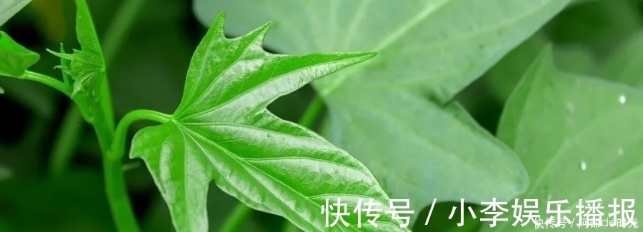 红薯|别吃红薯了,它才是“长寿菜”!润肠通便,百岁老人吃了几十年
