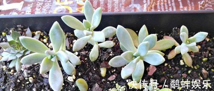 扦插多肉掌握这秘诀，用手摘下来的几片叶子能培育成新的盆栽