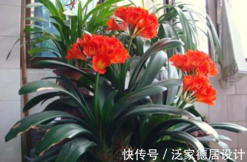 老花匠养君子兰有窍门,学会了油绿发亮开花美,简单实用