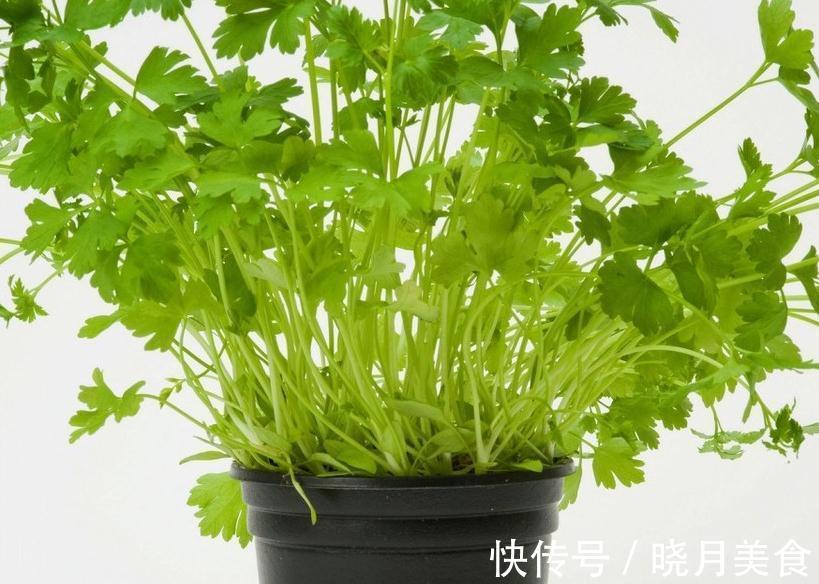 花卉换盆叶片容易发蔫,掌握3点换盆技巧,让花卉快速服盆