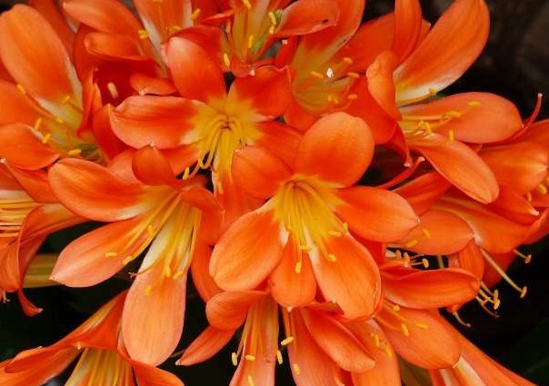 你家君子兰为什么养护不开花,快来瞧瞧君子兰栽培技巧