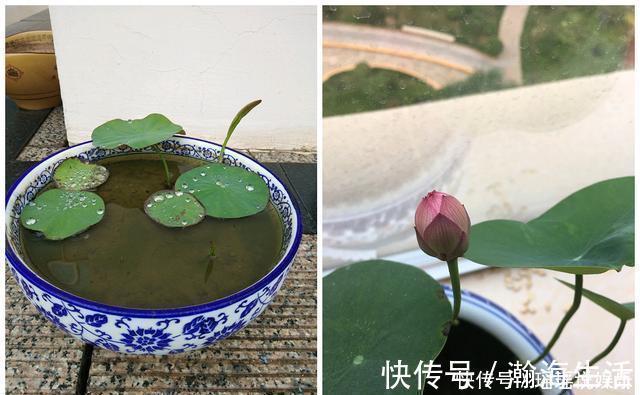 能养阳台上养的荷花，有个碗就行，种植容易，开花超美，值得拥有