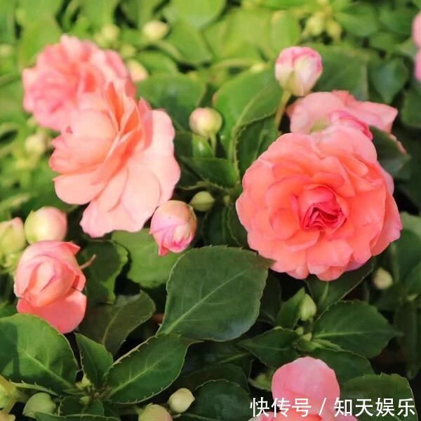 比长寿花还好养的“1种”阳台花，到了3月满盆冒花苞，谁养都活