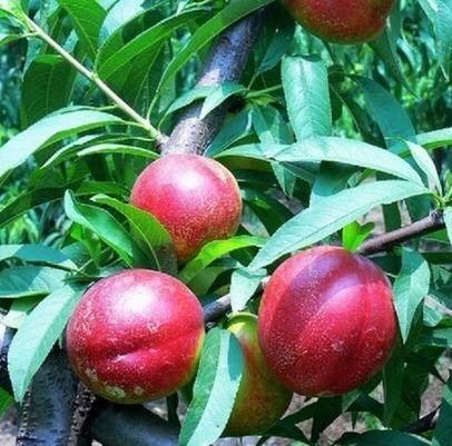 女人皮肤不好,多吃该水果,补血、保持皮肤弹性、防止皱纹发生