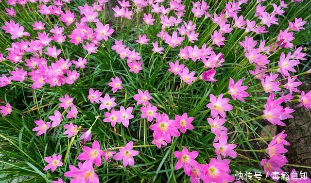 这些花草别买,商家想方设法让你花钱,实物真的太假了!