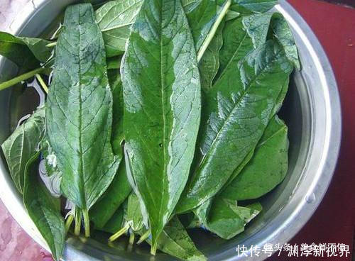 芝麻叶|有种菜,很多人就只吃种子,其实菜叶才是真宝贝,20一斤供不应求