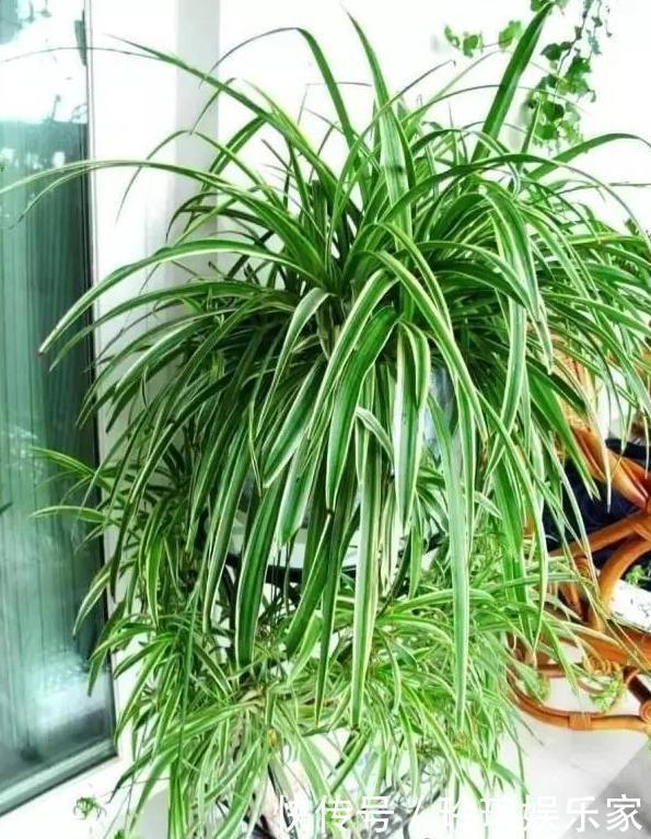 养花浇水是技术活盆栽远离5种水,植物伤亡少、花友不走弯路