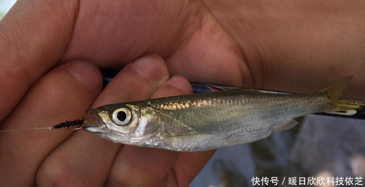 钓饵|享受连竿的乐趣,野钓白条的技巧