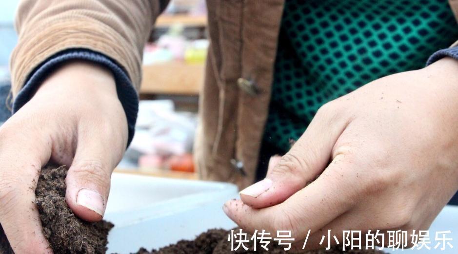 多肉用土有讲究,了解主要参数,什么样的土好,自然心中有数