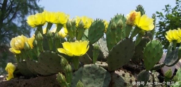 仙人掌|这个带刺植物结出来的果实居然可以吃,完全震惊!