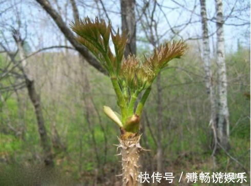 入药|农村此树上的嫩芽,比香椿好吃100倍,入药煎水服,可治胃溃疡